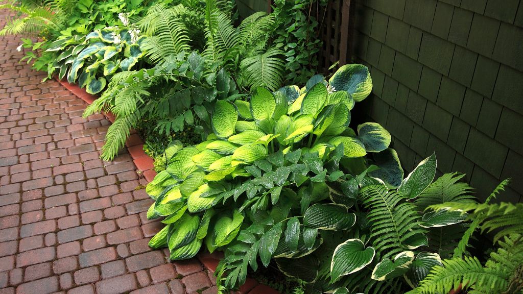 Hostas between a house and a brick path