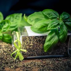 Fresh basil leaves on a tipped over jar of dried basil