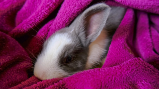 Grey and white rabbit snuggled under a warm purple fleecy blanket