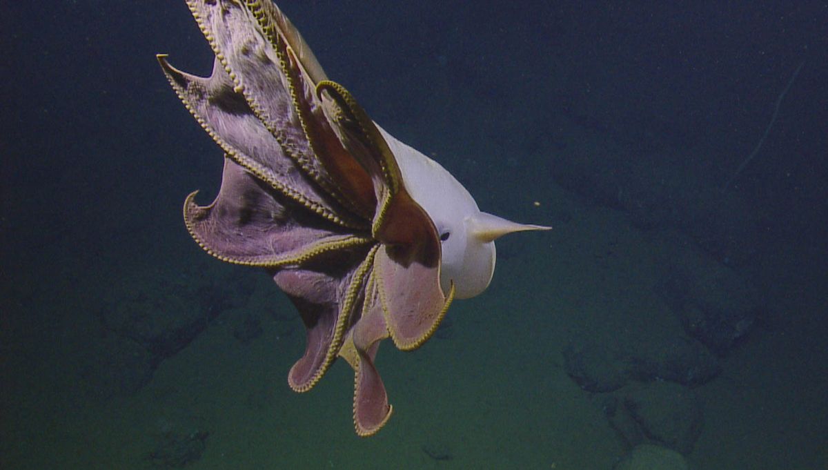 Photos: Ghostly dumbo octopus dances in the deep sea | Live Science