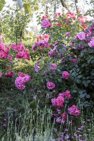 pruning rose bushes: pink roses in garden