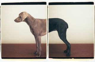 Front picture of a brown down and back picture of a black dog