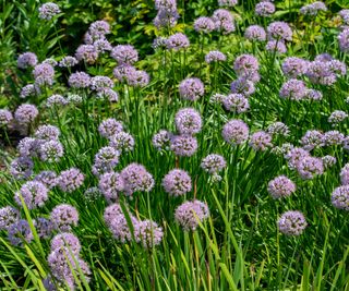 A host of prairie onions in flower with a display of purple blooms