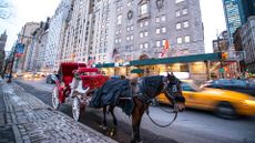 A horse and carriage