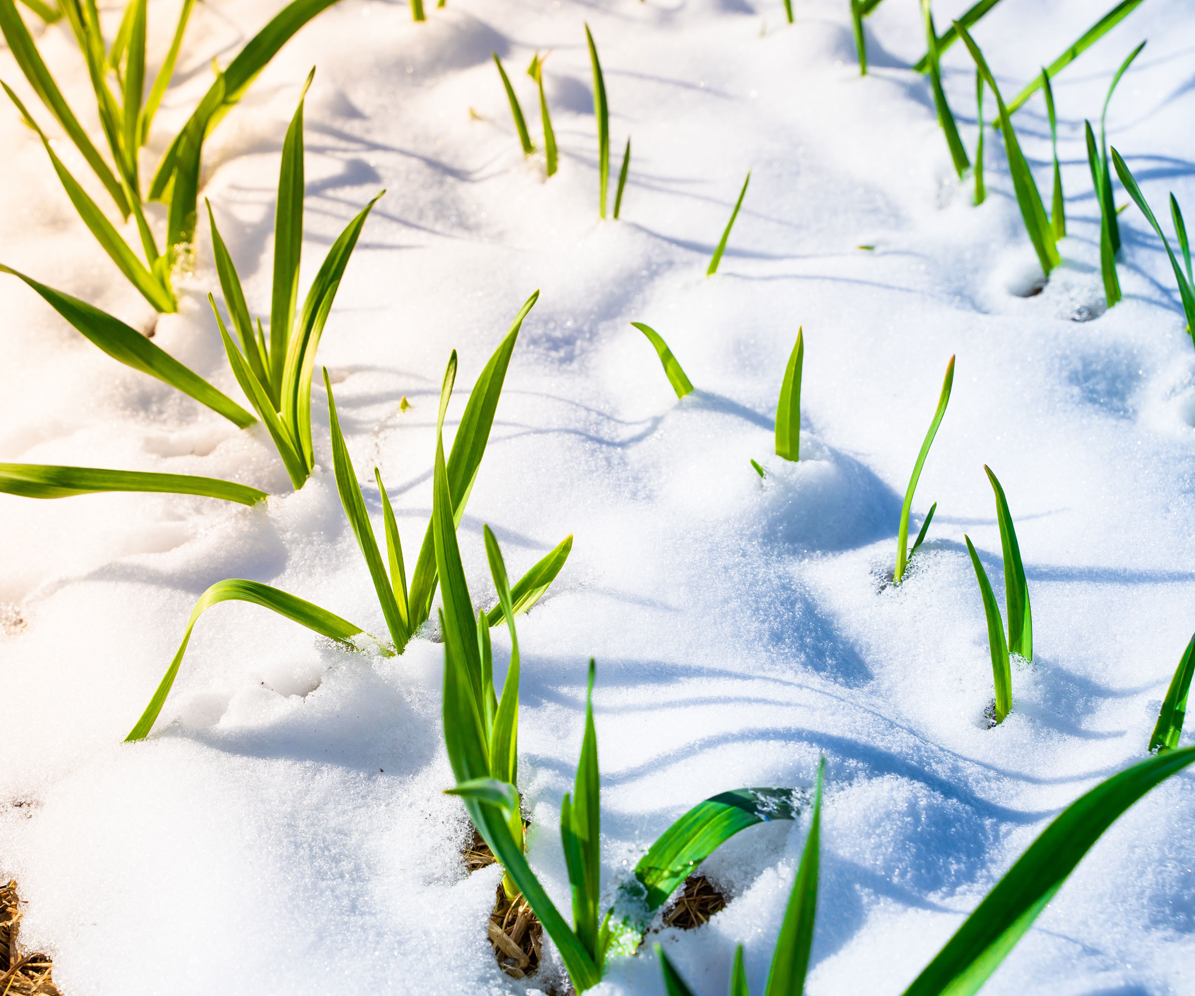 garlic plants growing under snow in late winter