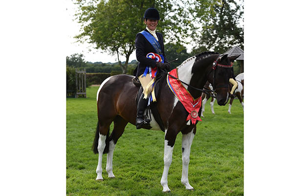 LOSTOCK UP TO DATE, exhibited by Sarah Harrison winner of the Team Colosso Skewbald &amp;amp; Piebald Ridden Pony Championship during The Longines Royal International Horse Show (CSIO 5*) held at The All England Jumping Course at Hickstead in West Sussex in the UK between 25 - 30th July 2017