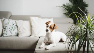 Dog on sofa