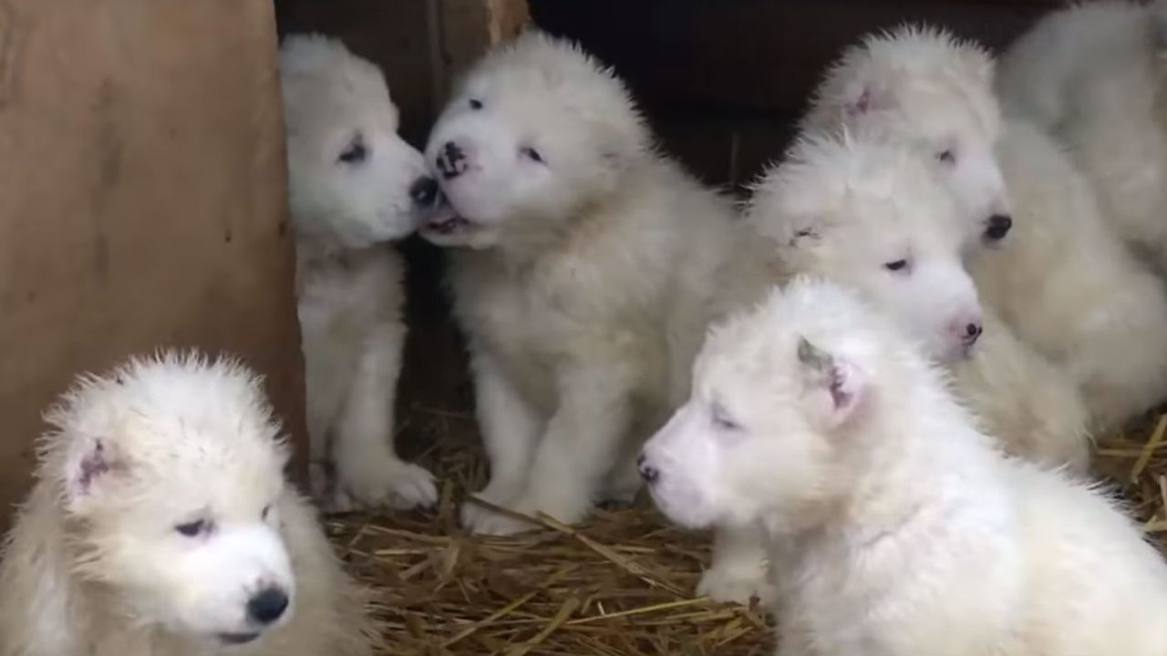 Puppies playing in Russian Ministry of Defence New Year video