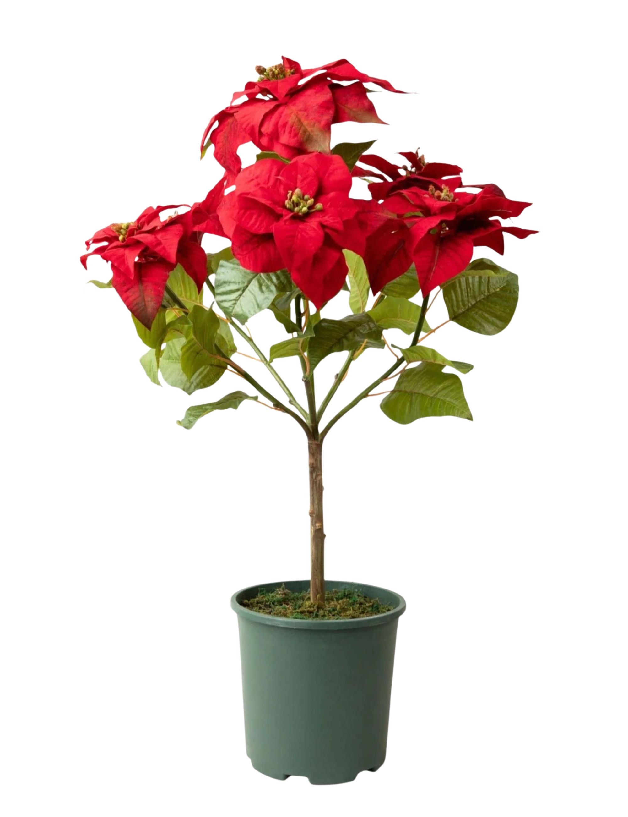 Faux Tabletop Poinsettia Tree - 36"