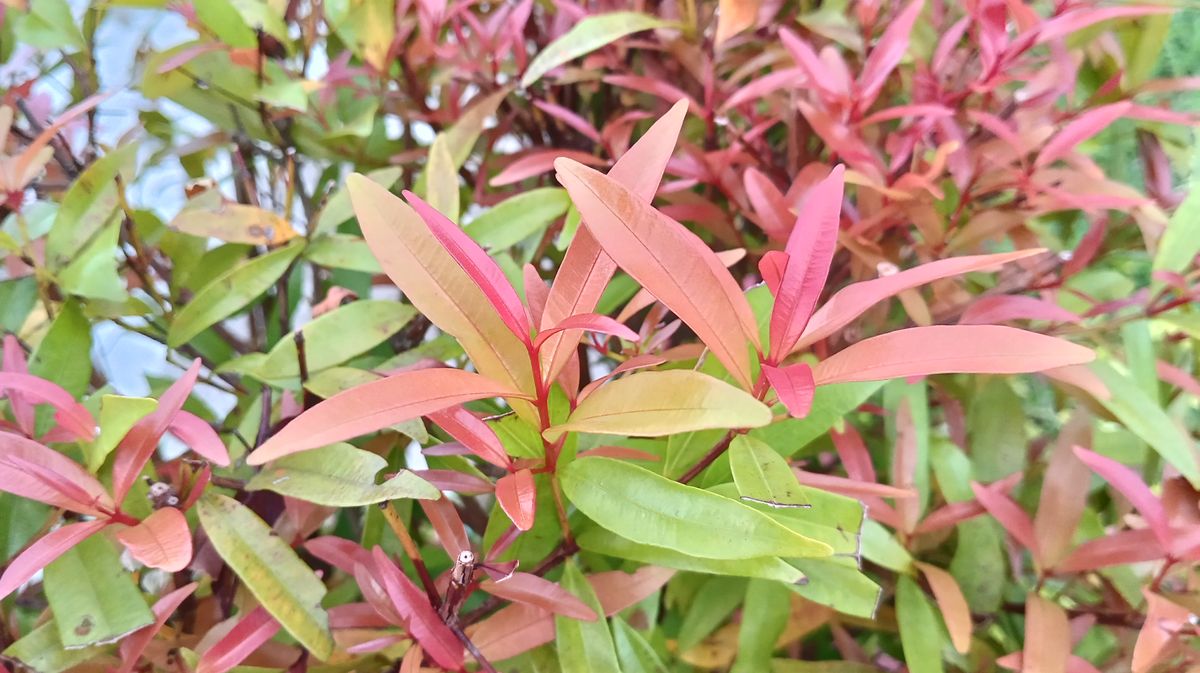 POCO M5 sample shot