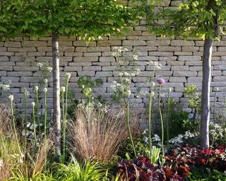 traditional Cotswold dry stone wall with a flowerbed in front containing alliums, grasses, cow parsley and pleached Carpinus betulus trees