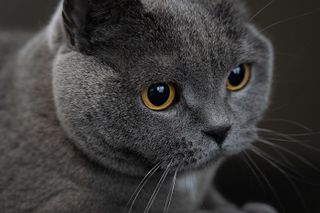 Photo d'un chat gris prise avec l'objectif Tamron 50-300mm f/4.5-6.3 réglé sur 51mm
