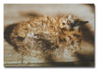A marbled murrelet chick.