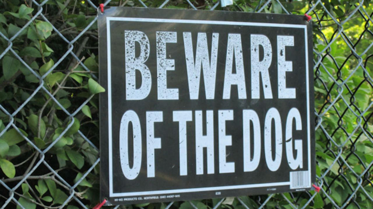 beware of the dog