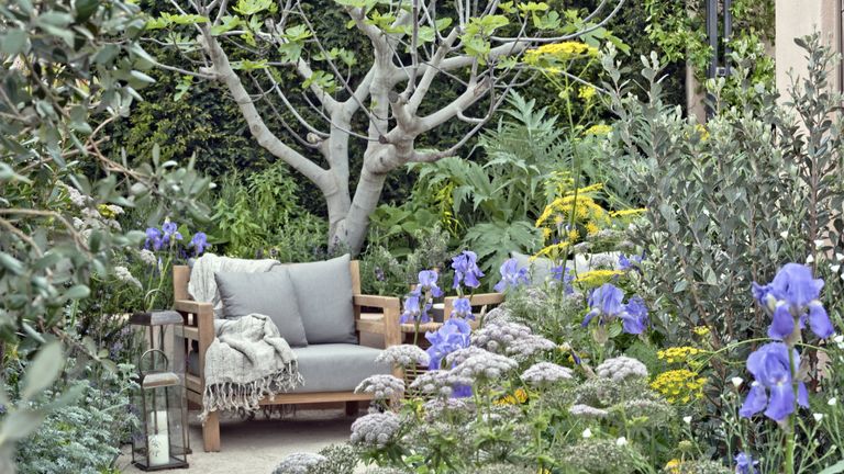 Should I cut back asters in the fall or wait till spring? | Homes and