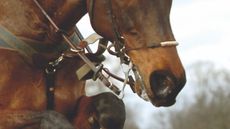 Horse-in-Myler-Combination-ti-media.jpg