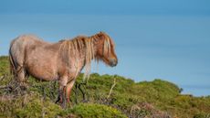 Carneddau-pony.jpeg