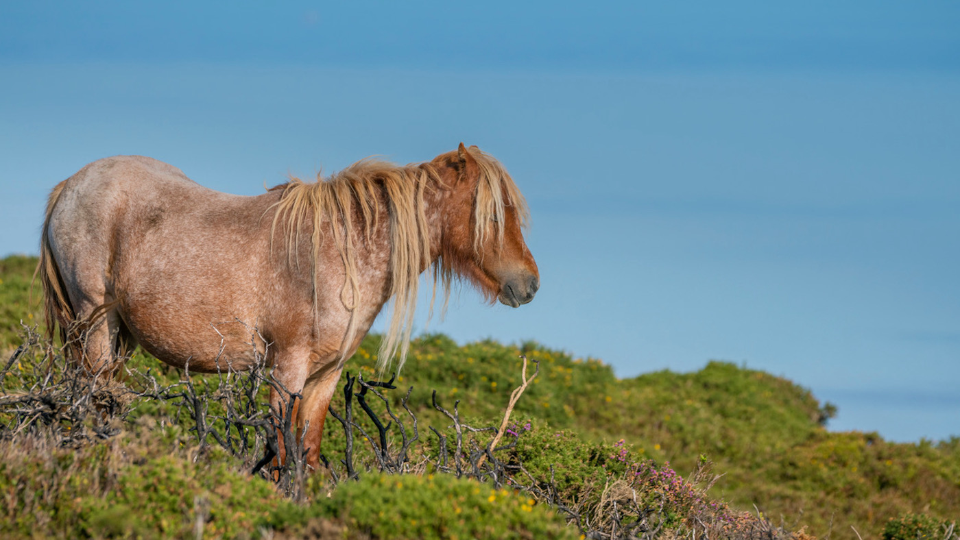 Carneddau-pony.jpeg