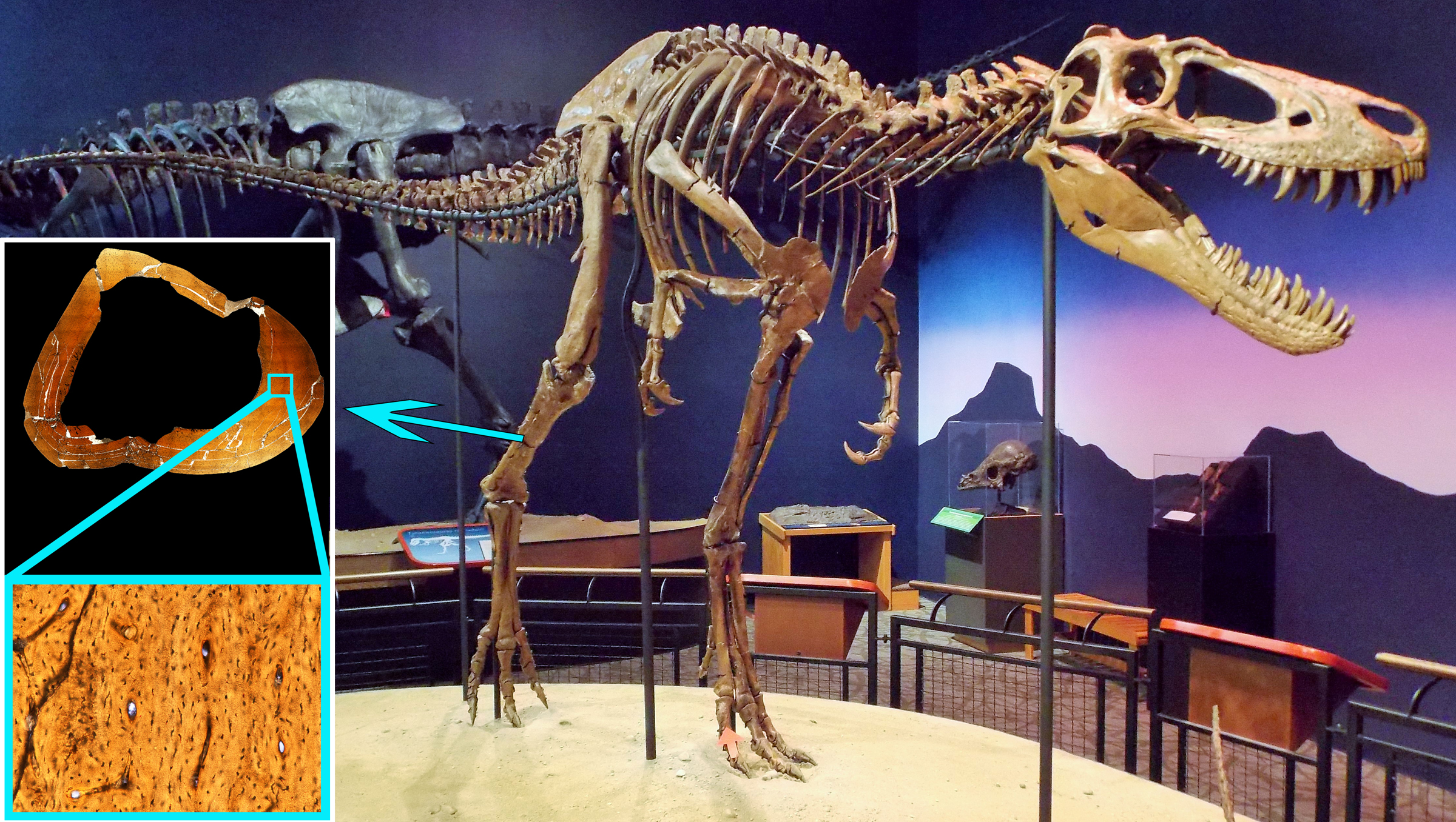 Jane's skeleton was found in the Hell Creek Formation in Montana and is now on display at the Burpee Museum of Natural History in Rockford, Illinois.
