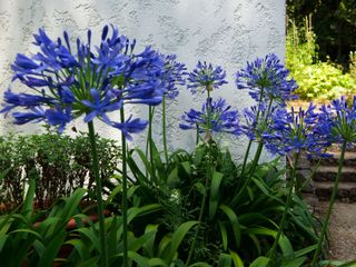blue agapanthus flowers in garden border