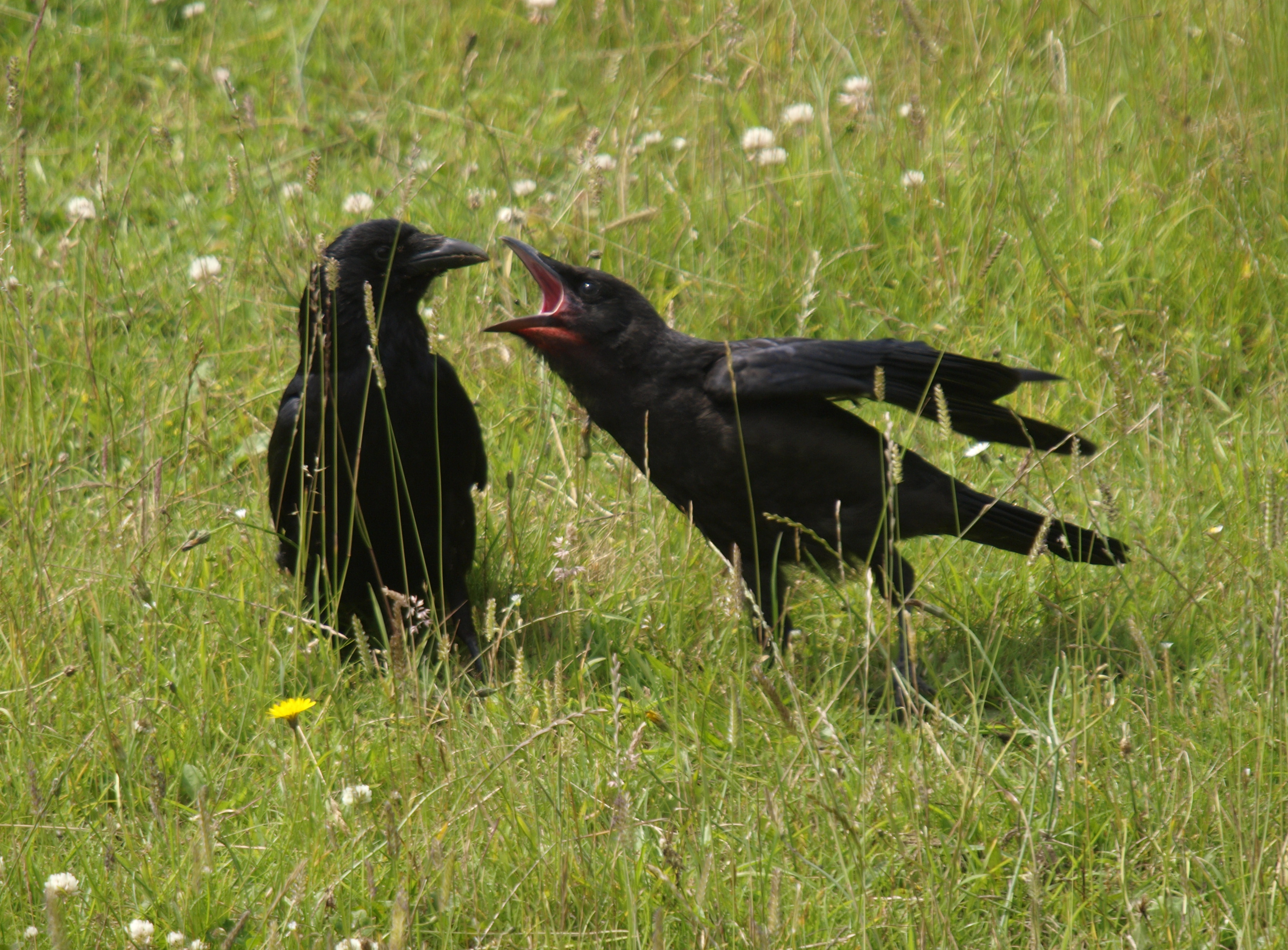Carrion crow