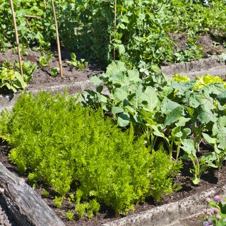 Vegetable garden with a carrot patch