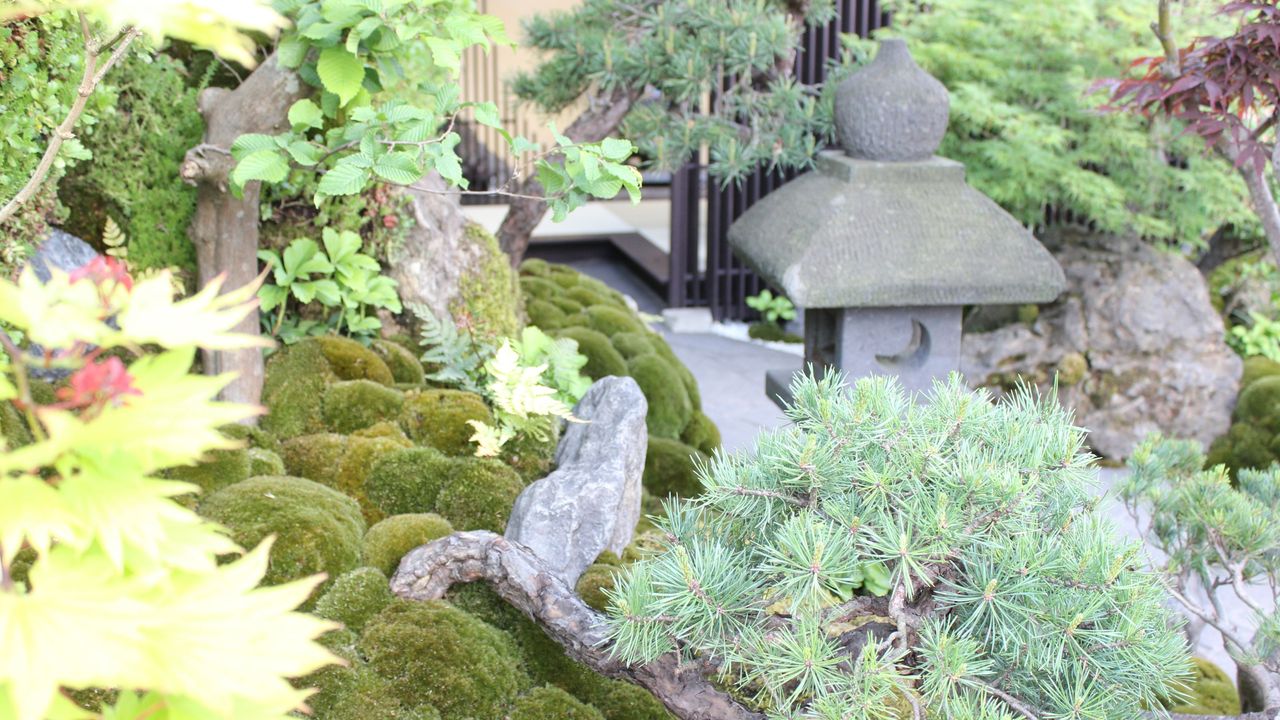 Japanese garden with stone pagoda, acer tree and moss-covered stones at RHS Chelsea Flower Show