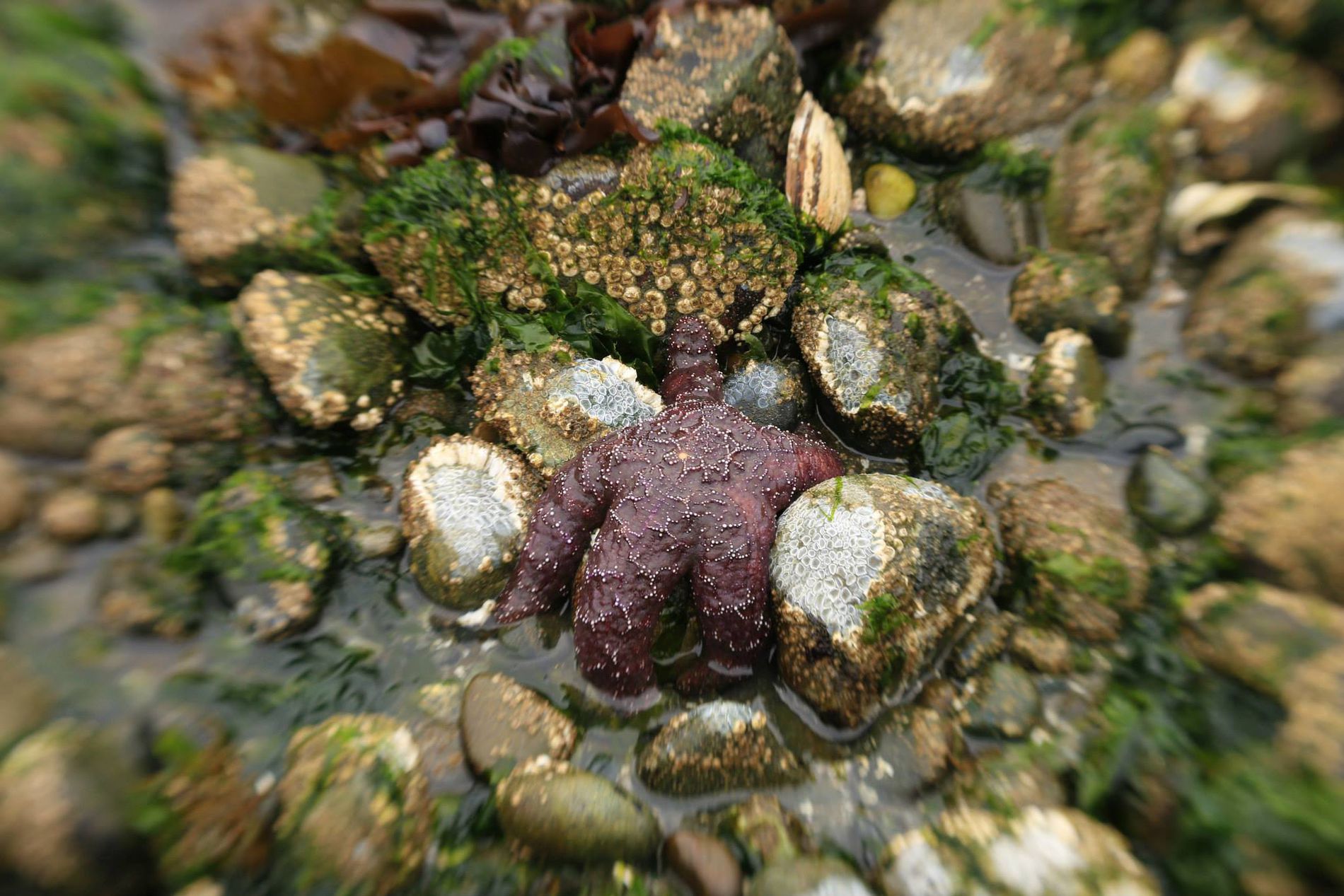 GuruShots - Nature&rsquo;s Masterpiece 2026