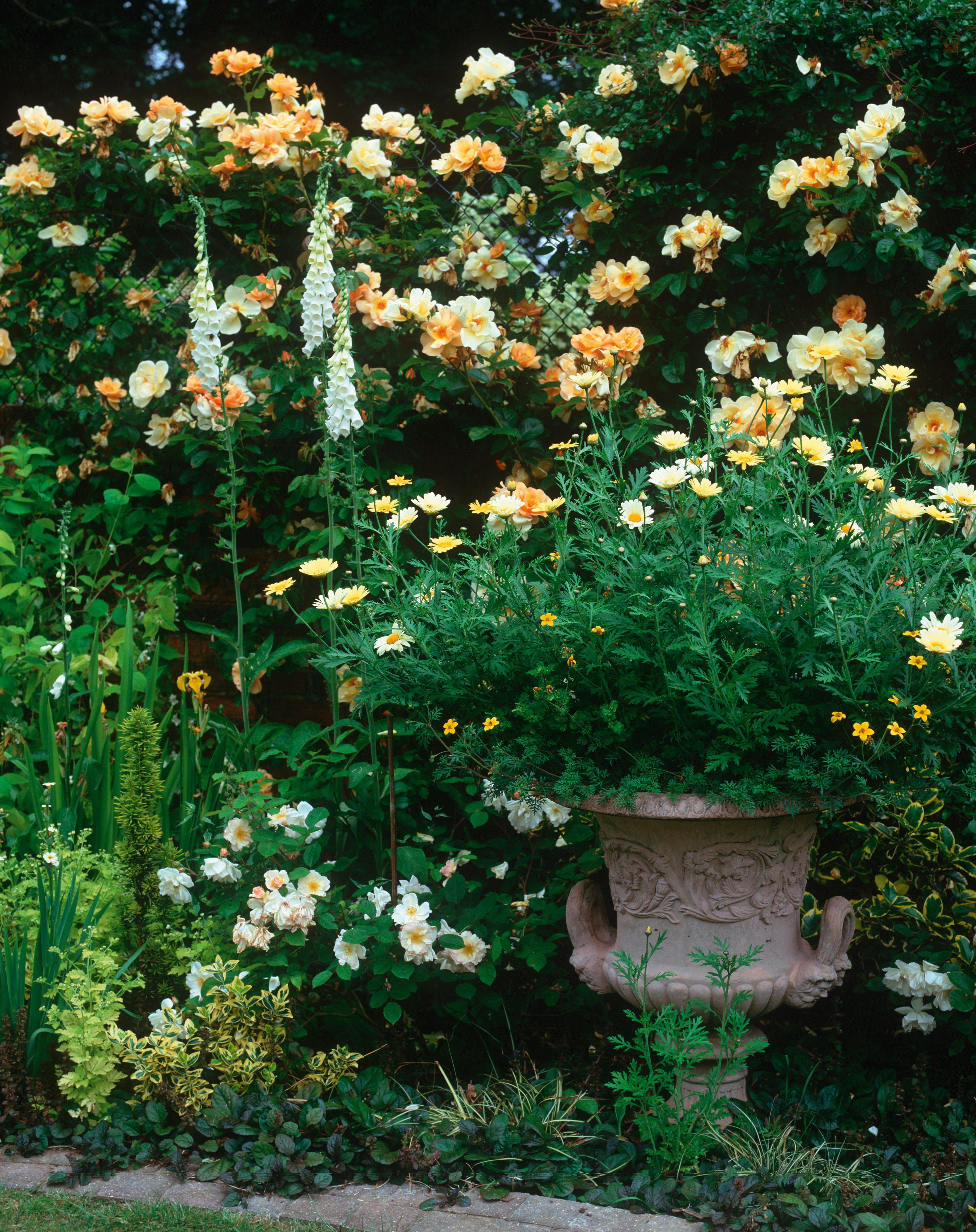 roses in a garden