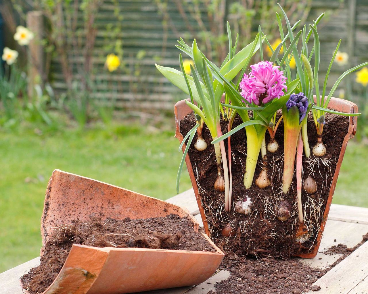 How to plant a bulb lasagne in 5 simple steps Gardeningetc
