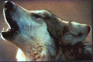 Gray wolf. Credit: U.S. Dept. of Fish and Wildlife