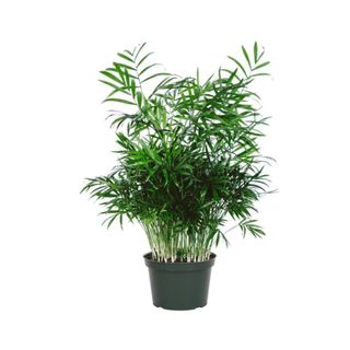 A parlor palm plant in a black pot