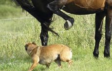 dog-horse.jpg