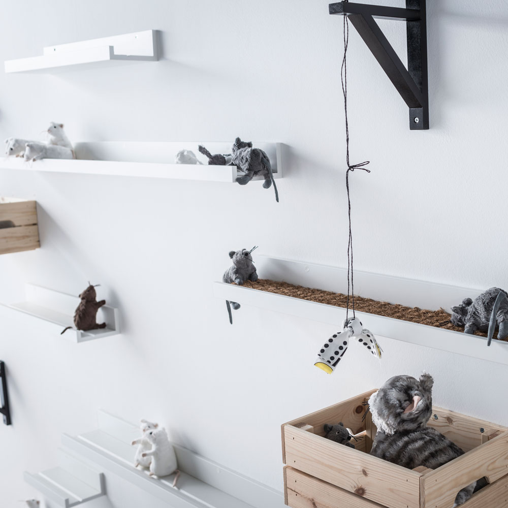 white wall with pet shelf and toys