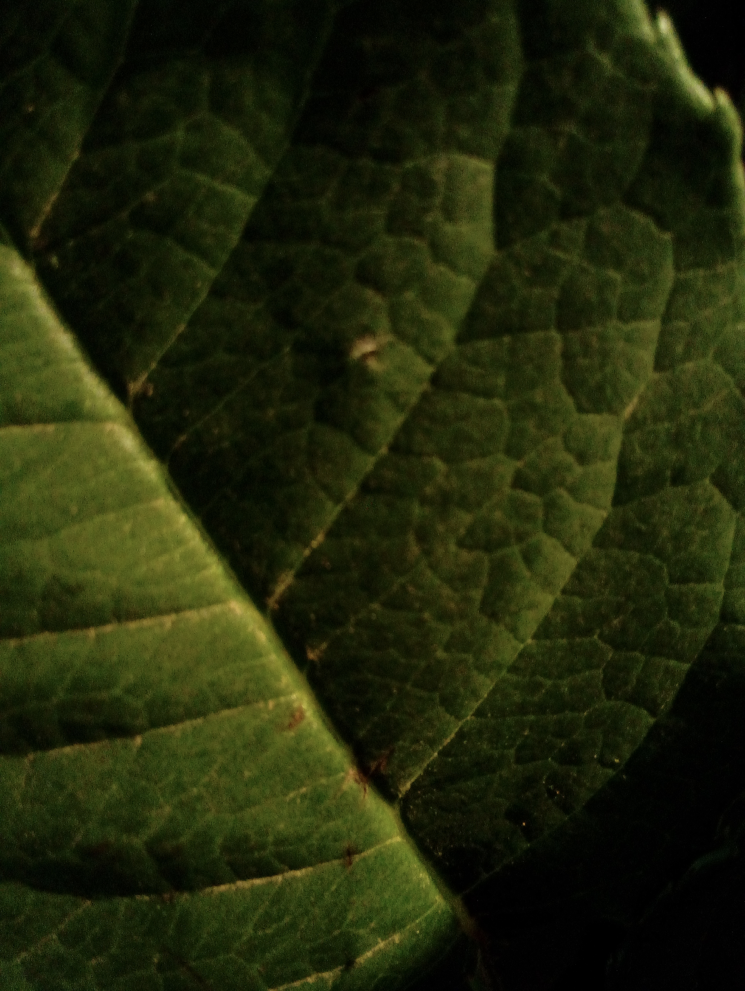 A close-up photo of a leaf, taken on a myFirst Camera 50 smartphone camera for 5-12-year-olds