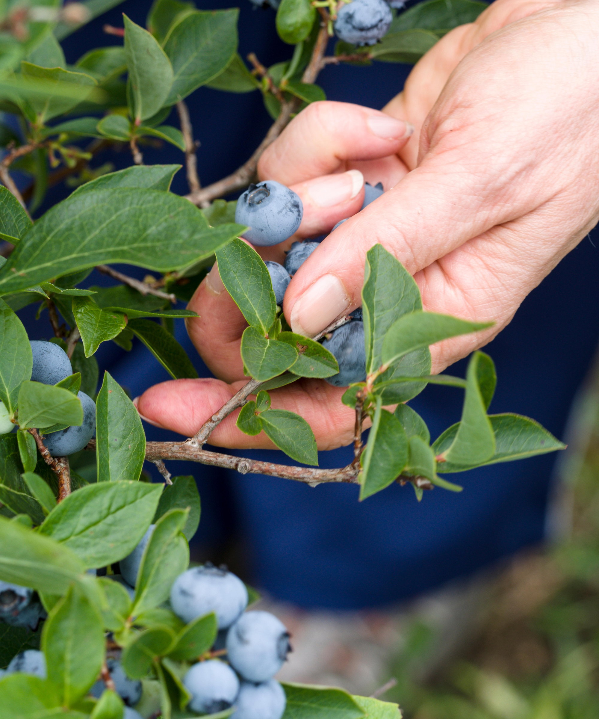 A gardener harvesting blueberries by hand