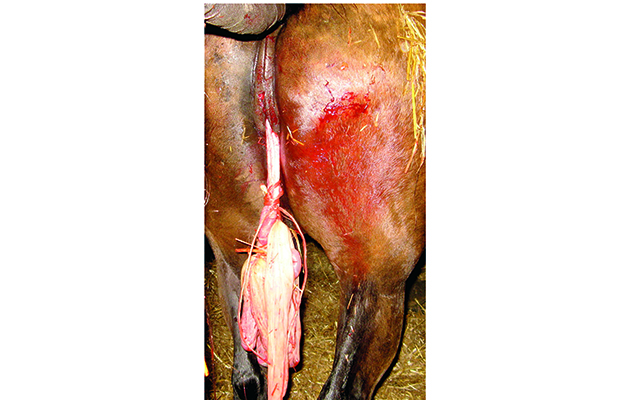 Placenta tied up