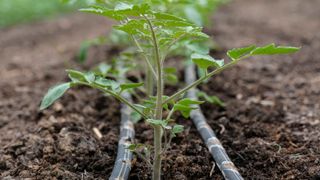 Young tomato plants with drip irrigation