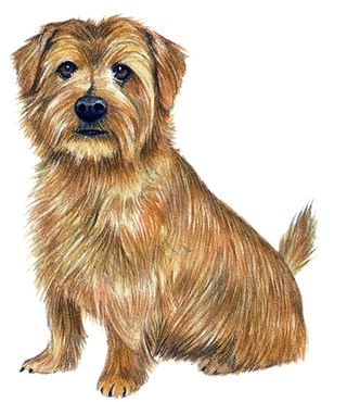 norfolk terrier