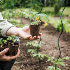biodegradable pots on allotment