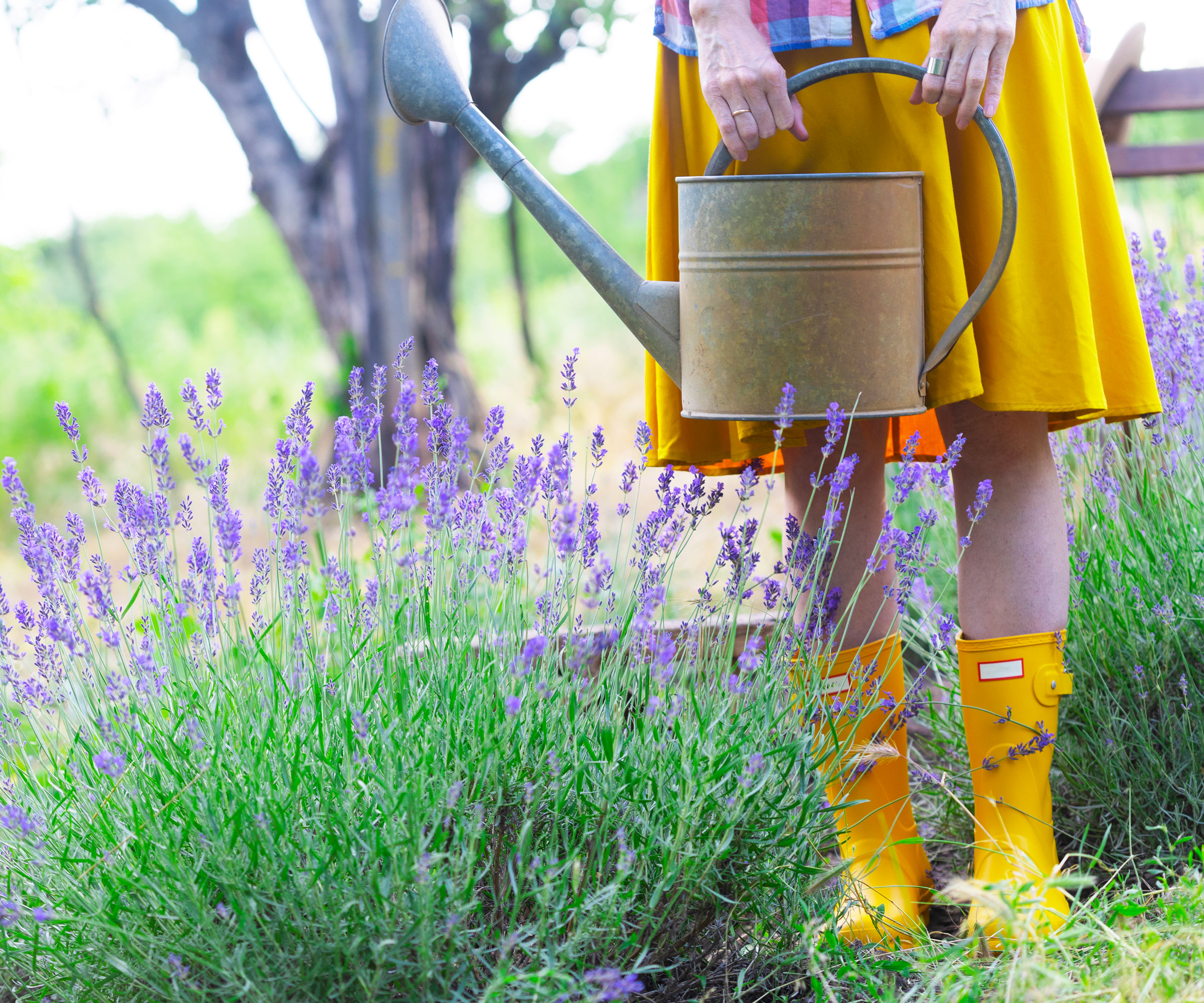 woman with yellow skirt and yellow boots holding metal watering can and large lavender plant