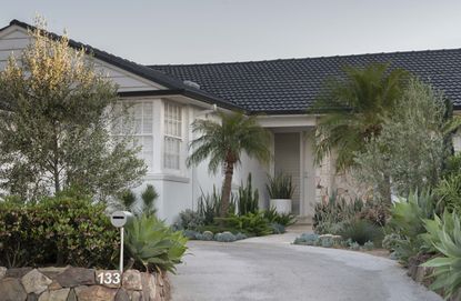 Tropical driveway with cactus plants 