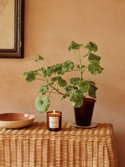 Green Sandalwood & Fern Sitting Room Candle