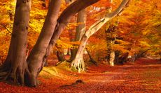 Magnificent beech trees