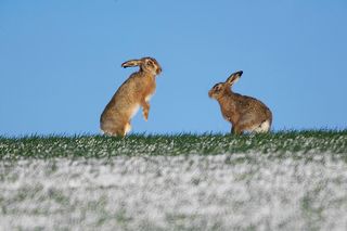 march hares