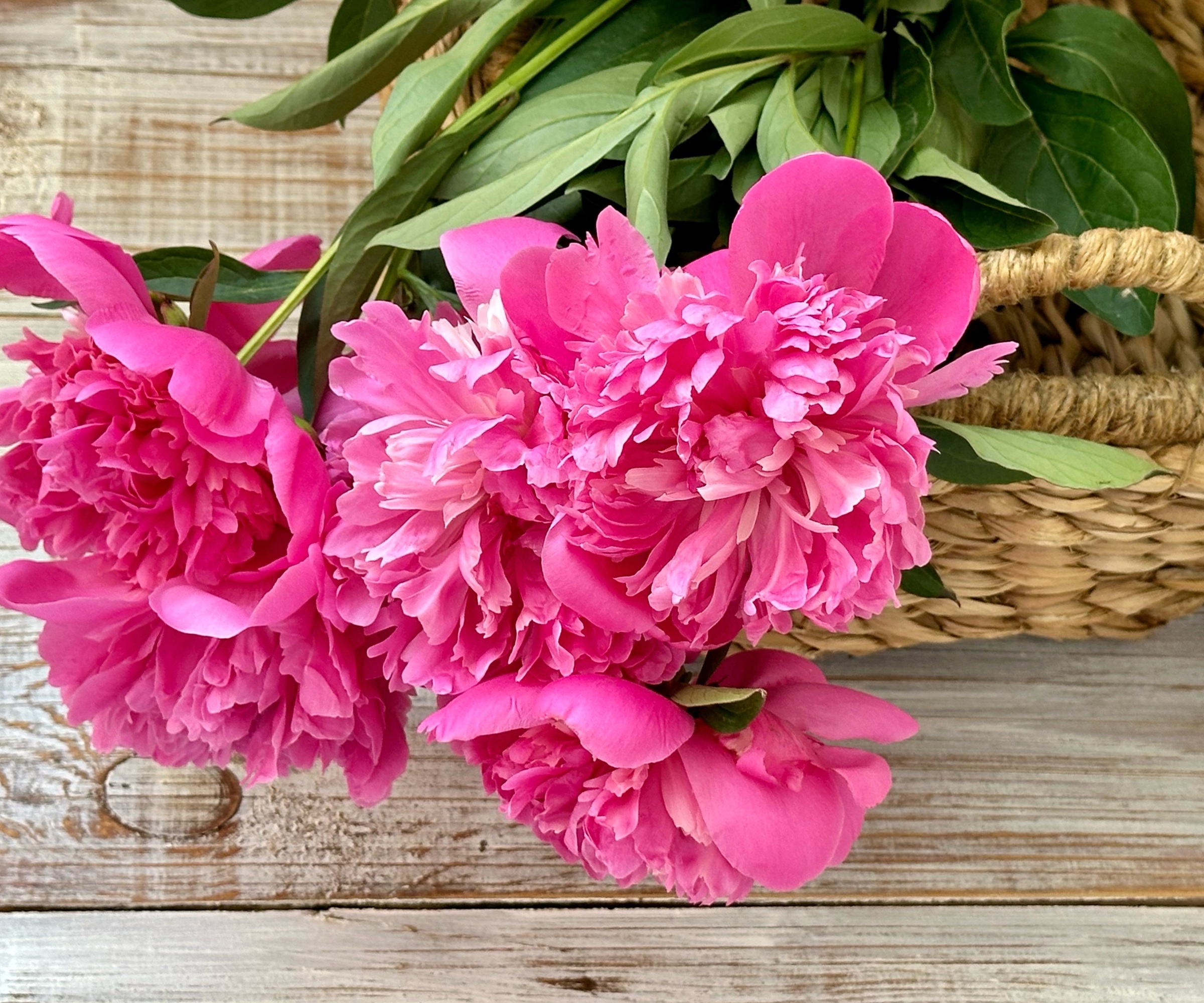 peonies in basket