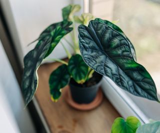 A potted alocasia elephant ear plant on a windowsill