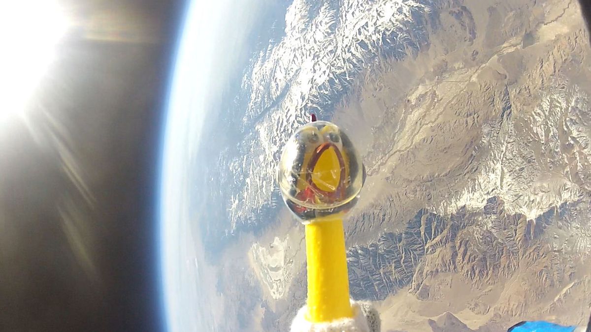 Rubber Chicken Camilla Flies To Edge Of Space Photos Space