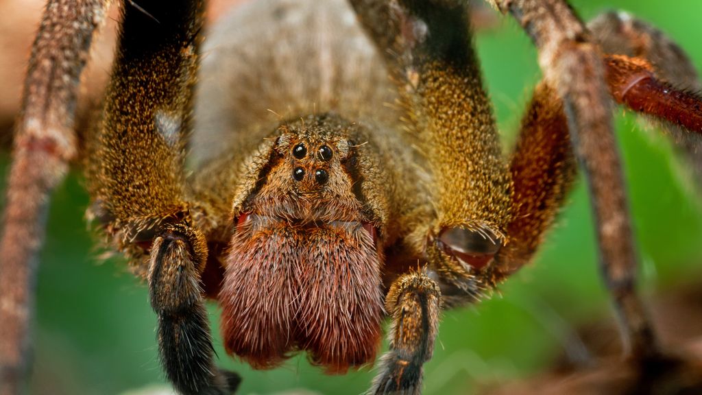 What is the deadliest spider in the world? | Live Science