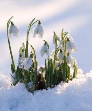 Galanthus, common snowdrop, in snow